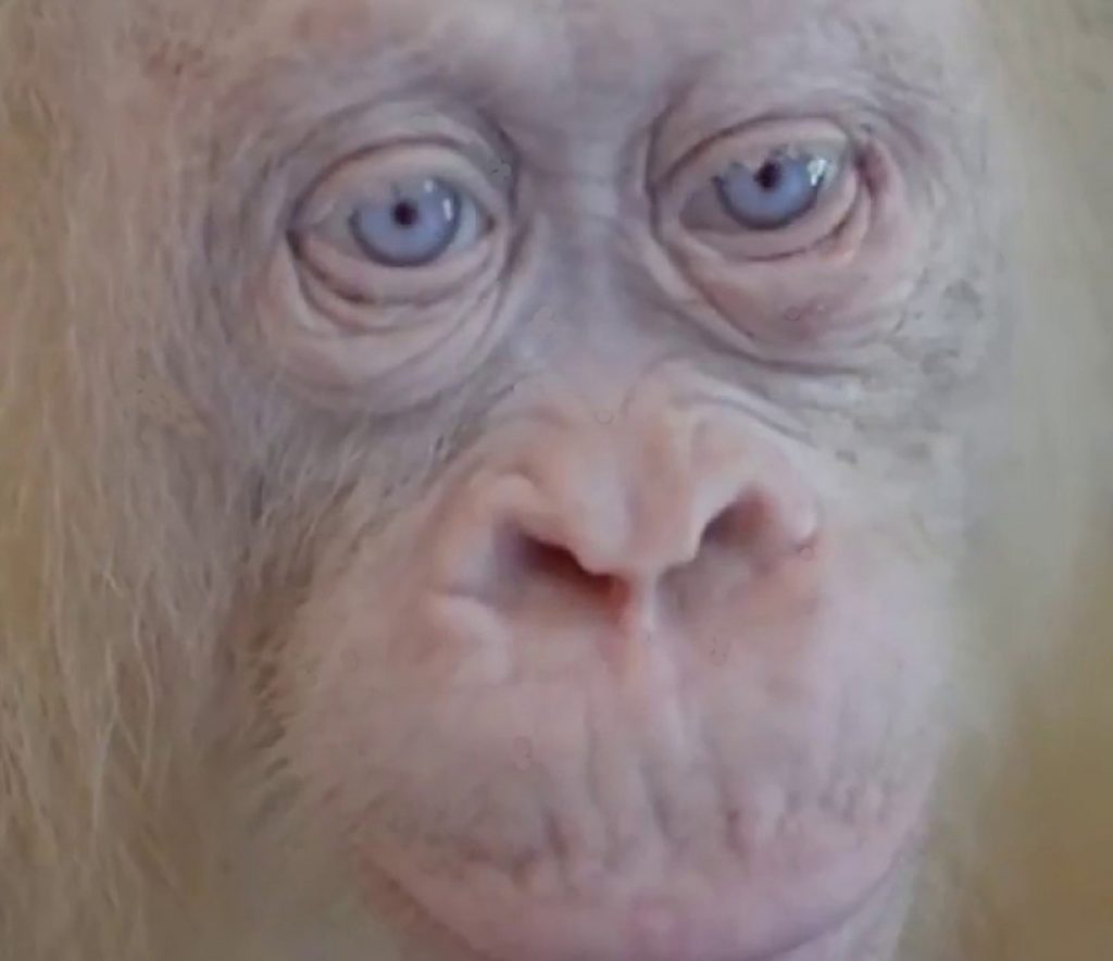 Jamaican Vocalist Explains Darwin's Theory In A Song