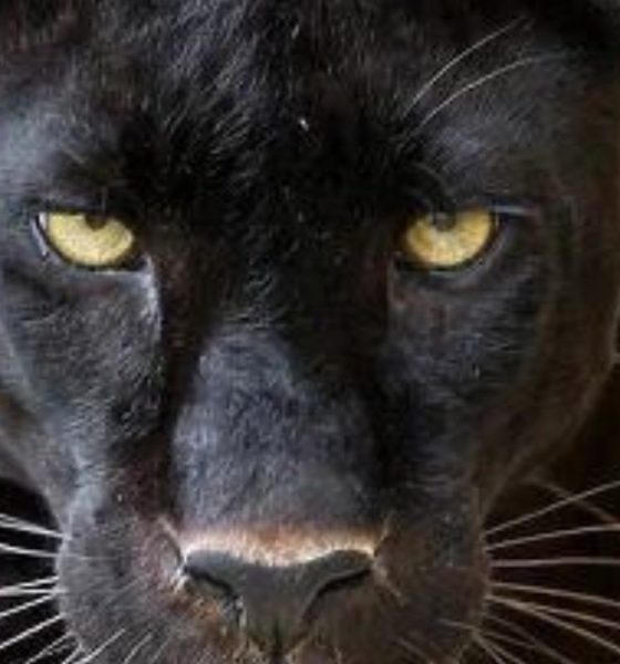 Nigerian American Artist AGU-UWA celebrates African heritage with his new catchy anthem “Pappa Africa.”