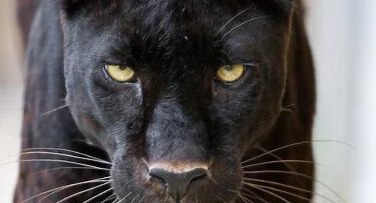 Nigerian American Artist AGU-UWA celebrates African heritage with his new catchy anthem “Pappa Africa.”