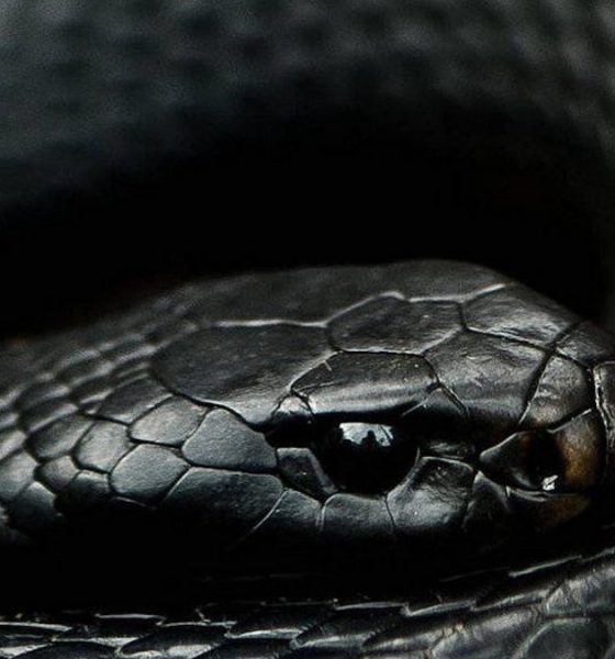 Natstar Is Set to Re-Release the Acclaimed 24-Track Album “Mamba” Under Stowic Entertainment and Empire Distribution on May 23, 2025.